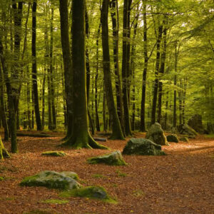 Cantos de Brocèliande